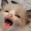 screm Discord sticker | 𝑨𝒍𝒕𝒆𝒓𝒏𝒂𝒕𝒊𝒗𝒆 𝑯𝒂𝒗𝒆𝒏 𝟐𝟎+ 🦇