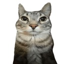 A gray tabby cat staring forward with a serious and judgmental expression.