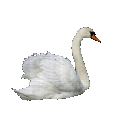 swan animated emote from 𝑴𝑼𝑴𝑾𝒀 studio | 𝑴𝑾𝒀 community
