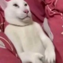 vro custom emote | ⁽¹⁸⁺⁾ miao ୨ৎ