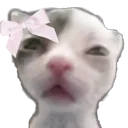 vaishu_cutie Discord sticker | kismat™ | Socialize • Voice Calls • Events Friendly • community