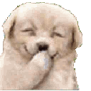 od_doogylaugh animated emote | kismat™ | Socialize • Voice Calls • Events Friendly • community