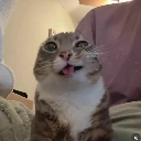 A tabby cat with wide, vacant eyes and its tongue sticking out, looking confused.