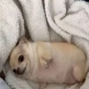 emoji_43 custom emote | 𝑃𝑎𝑤💤.𝑒𝑥𝑒