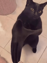 :blackcatclapping: