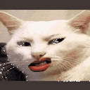 A white cat making a disgusted facial expression with its lip curled.