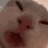 Cat face in an extreme close-up, appearing distorted and funny.