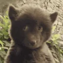 6418awkwardbear