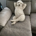 A white doodle dog sitting upright on a gray couch with its paws behind its head in a relaxed pose.
