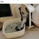 A cat hanging upside down with its back legs in the air while using a litter box.