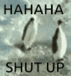 Two penguins on ice with the text HAHAHA SHUT UP overlaid in a four-panel sequence.