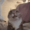 529305catdrool animated GIF emoji - 💀👻The Chaos Club👻💀