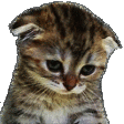 kitty_crying animated GIF emoji - babyghoul