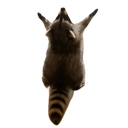 raccoonhail Discord Emoji | 𓆩༺ 𝑆𝑐ℎ𝑟𝑜𝑛𝑖𝑠𝑘𝑜 ༻𓆪