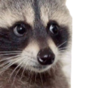 raccoonface Discord sticker - 𓆩༺ 𝑆𝑐ℎ𝑟𝑜𝑛𝑖𝑠𝑘𝑜 ༻𓆪