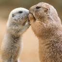 Two prairie dogs nuzzling each other in a tender, affectionate pose.