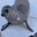 :$silly_seals: