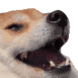 m_doge_lmao100 animated emote | ATD Committee