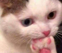 areycutu_desipunjab custom emote from GGEZ