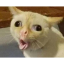 cat_sneeze custom emote - GGEZ