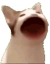 cat_blob animated GIF emoji from BOOKING