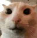 cat_sus Discord sticker | BOOKING