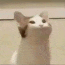 476019catpop animated GIF emoji from White | وايت