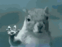 A squirrel waves its paw and slowly fades away into a blue background.