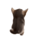 :kittyboogie: