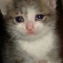 A small gray and white kitten with large, watery eyes looking visibly sad.