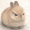 A small light-brown bunny with a furrowed, angry expression looking directly at the camera.