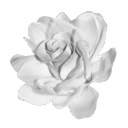 qrose2 Discord Emoji from ♱𝘸𝘩𝘢𝘵 𝘢 /blessing♱