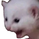 whaaaaa Discord sticker | Thâu Đêm