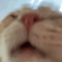 catlick animated Discord emote - android 21 1