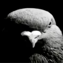 birdstare