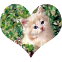 catheart