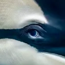 whalestare