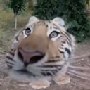 A tiger face captured with a fisheye lens, making its nose and eyes appear comically distorted.