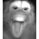 Monkey face with a wide open mouth and bared teeth in a chaotic expression.