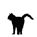blackcat1 animated Discord emote from 𓆩༺ 𝑆𝑐ℎ𝑟𝑜𝑛𝑖𝑠𝑘𝑜 ༻𓆪