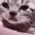 :E5_cry_cat: