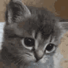 :sadKitty: