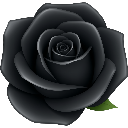 Black rose with detailed petals and a dark, moody aesthetic.