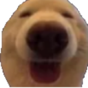 A dog's snout and mouth in an extreme close-up, showing a wide, happy, distorted grin.