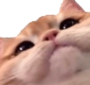 cutecat Discord sticker from The Everglades of Elyrium