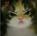 catangry Discord Emoji - Thuyền Cà Rốt