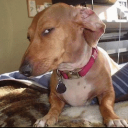 :dawg: