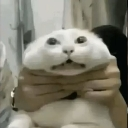 emoji_37 custom emote | † 𝑅𝑜𝑡𝑡𝑒𝑛 𝐶𝑜𝑓𝑓𝑖𝑛 †