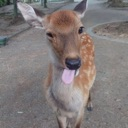 :doe: