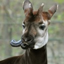 :okapi: